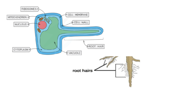 Root Hair Cell: